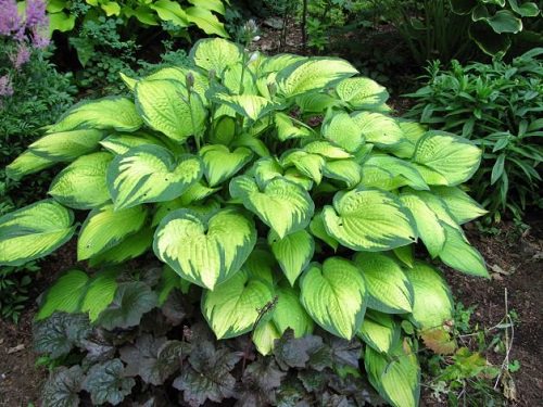 Types of Hostas 17