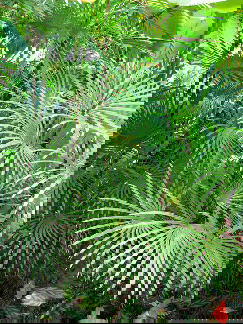 Types of Palm Plants 24