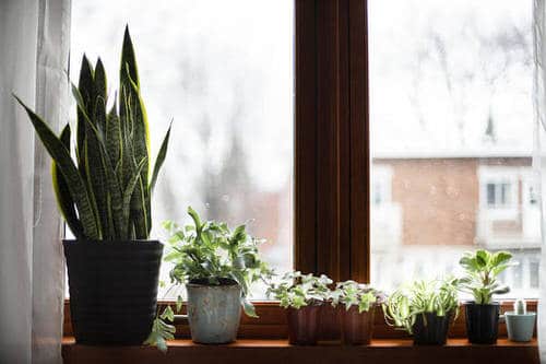 Windowsill Decor Ideas with Plants 3