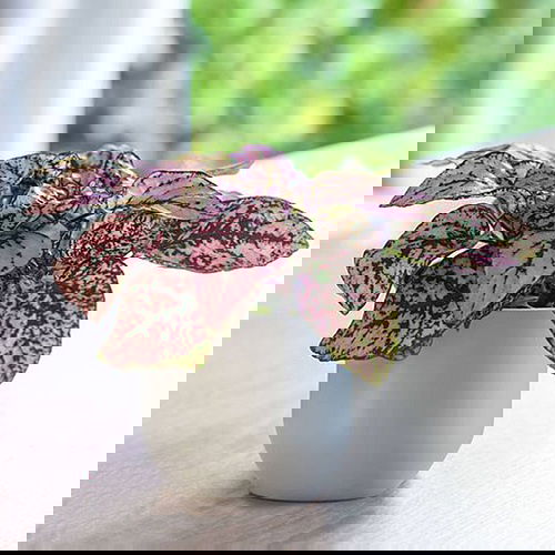 Best Indoor Plants for East Facing Windows 3