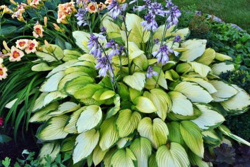 Types of Hostas 47