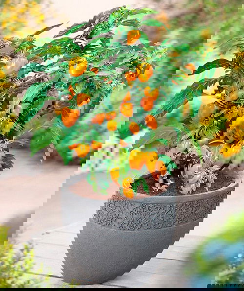 Things to Grow for Tastiest Burger Ever 2