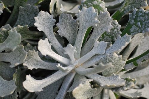 Best Senecio Varieties 8