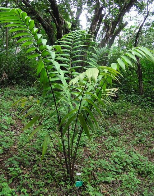 Types of Palm Plants 40