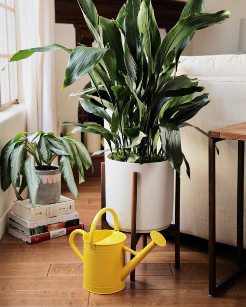 Really Beautiful Drought Tolerant Houseplants 10