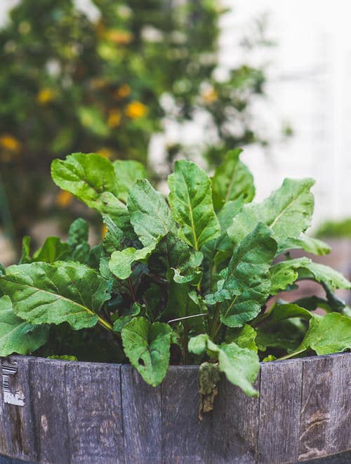 Seeds to Sow for Food in Less than a Month 8