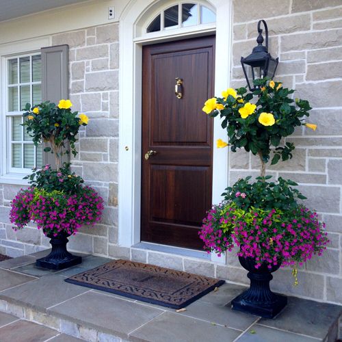 Best Entrance Plants Pictures 25