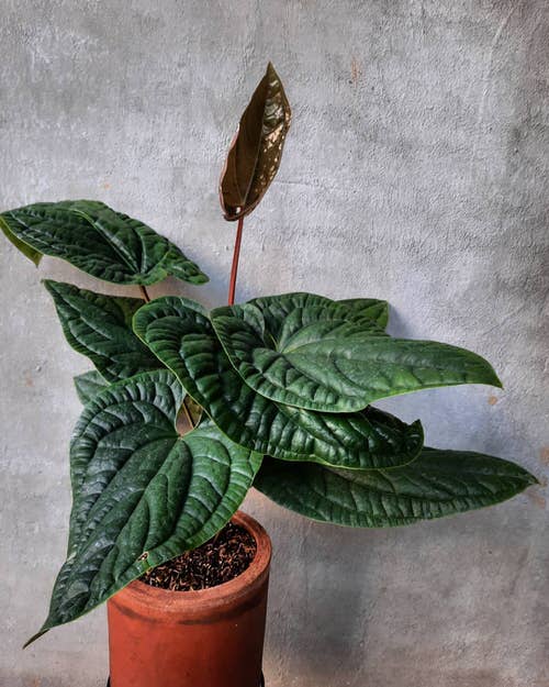 Fanciest Anthuriums 9