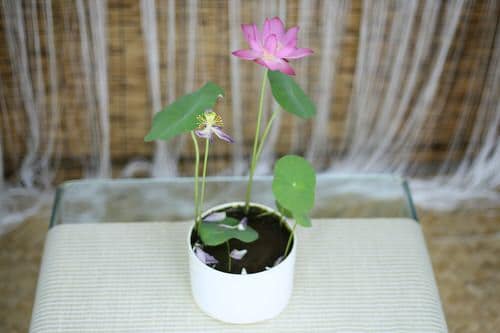 Lucky Plants and Flowers 8