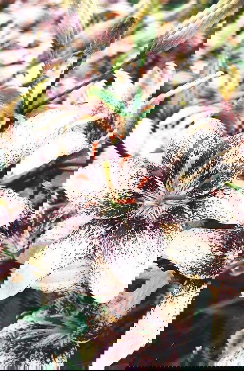 Best Types of Lilies