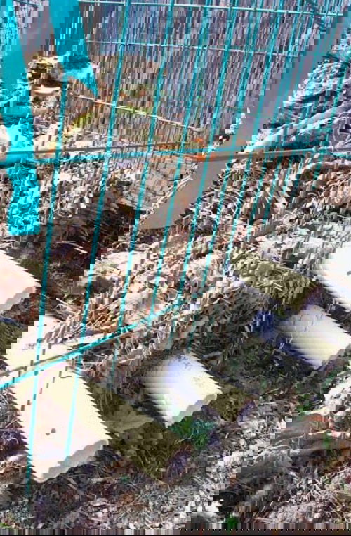 Pinterest Garden Hacks 3