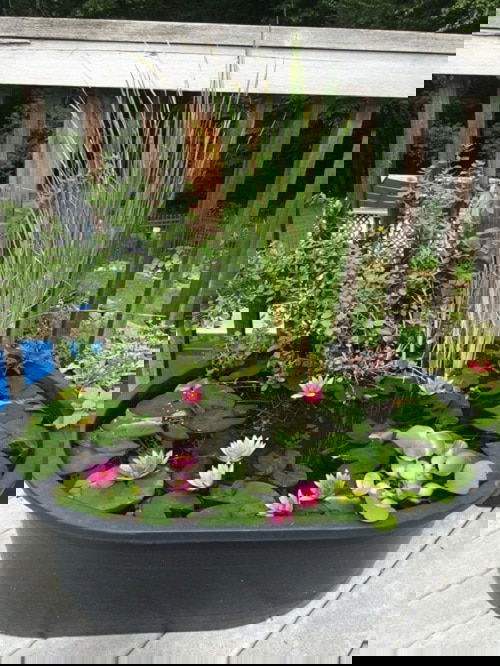 Miniature Water Lily Varieties 8