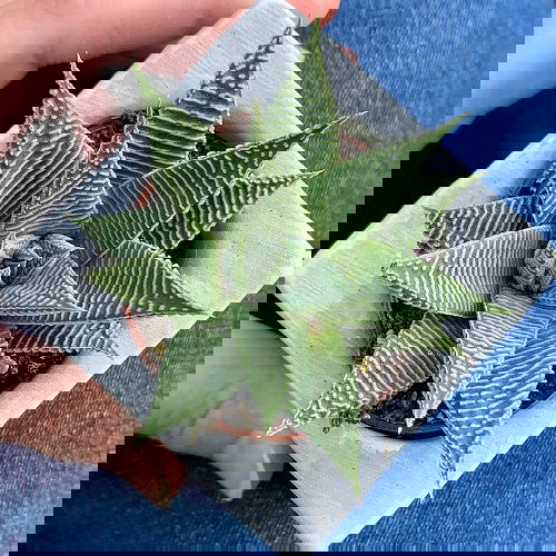 Different Types of Zebra Plants 8