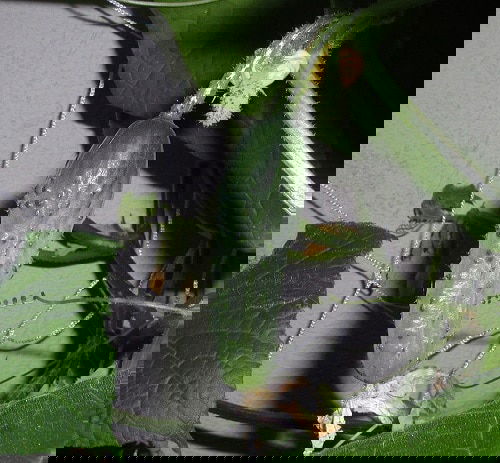 Pickling Cucumber Varieties