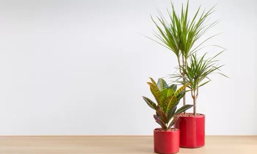 Best Insta Worthy Photos of House Plants 6