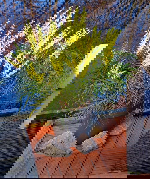 Ornamental Plants for Shade 12