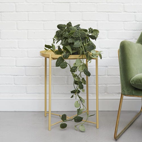 Silver Satin Pothos Pictures 8