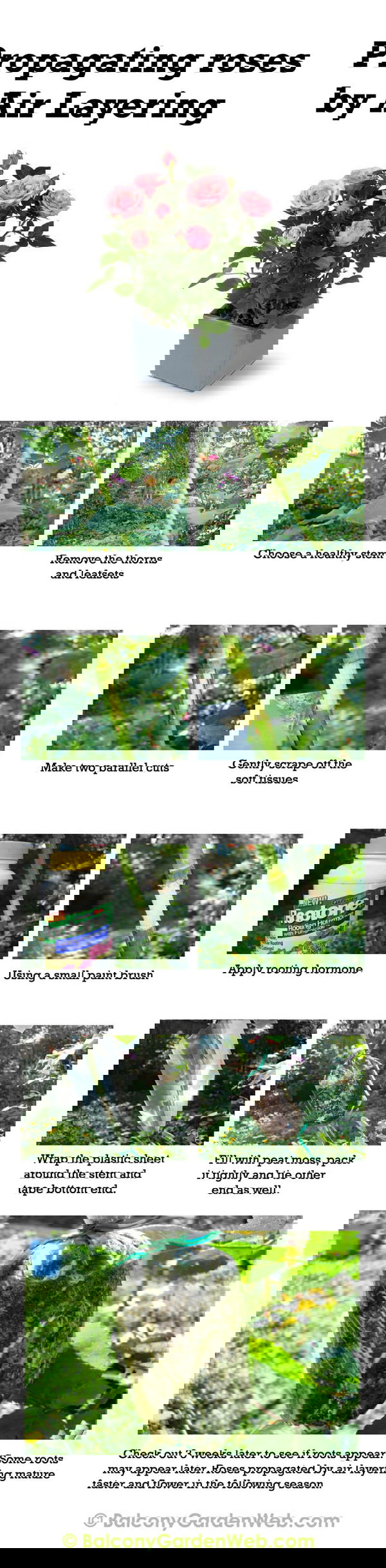 Infographic : How to propagate rose by air layering. More amazing info in this post.