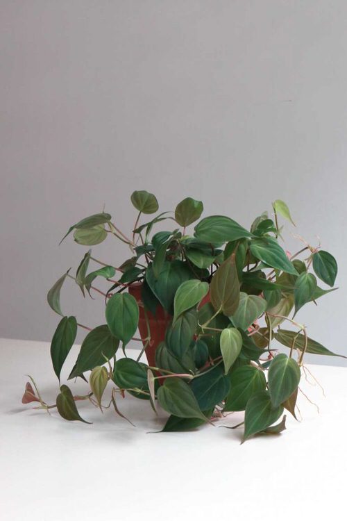 Pictures of Cascading Plants in Home 7