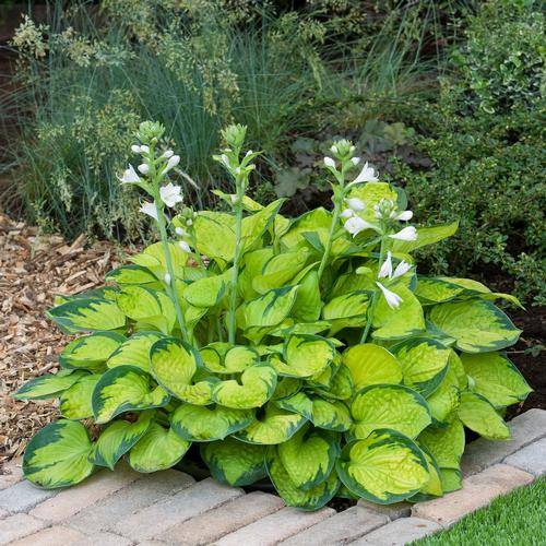 Types of Hostas 44