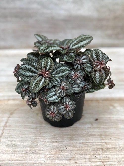 Pilea Types and Varieties 5