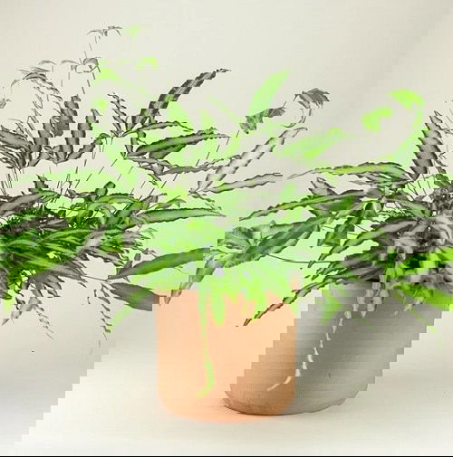 Most Exotic Ferns 12