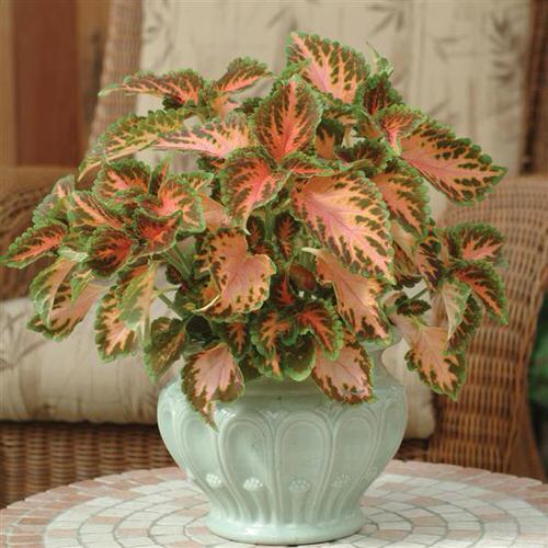 Indoor Coleus Pictures 15