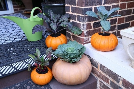 Edible Pumpkin Planter