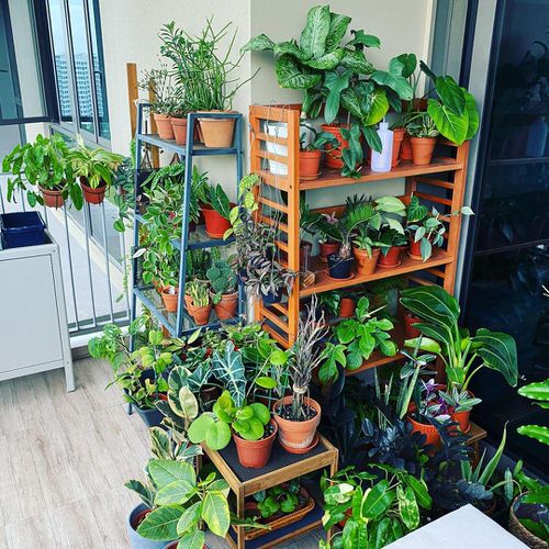 Top Balcony Gardens of November on Instagram 3