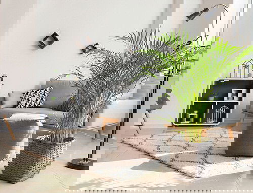 Pin Worthy Houseplant Pictures 7