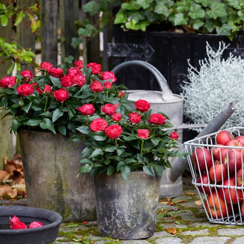 Best Architectural Plants to Grow in Containers 12
