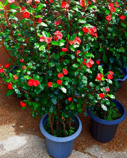 Most Popular Types of Euphorbia Varieties 17