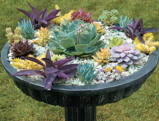 Outdoor Succulent Decoration Pictures 10