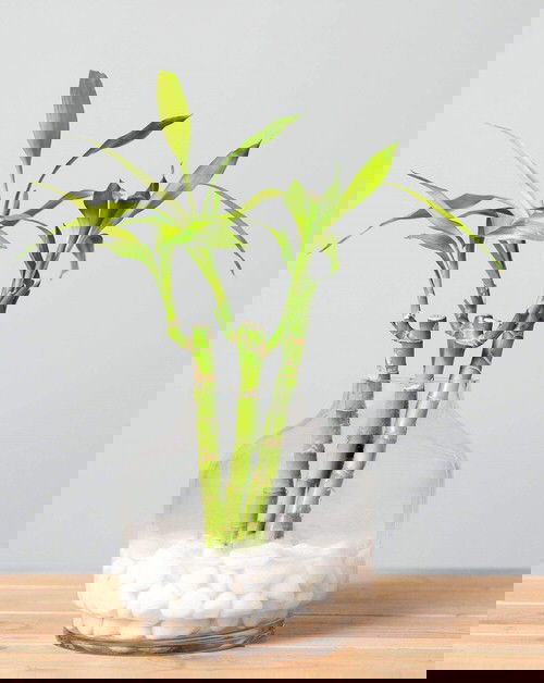 Famous Lucky Bamboo Styles & Varieties 2