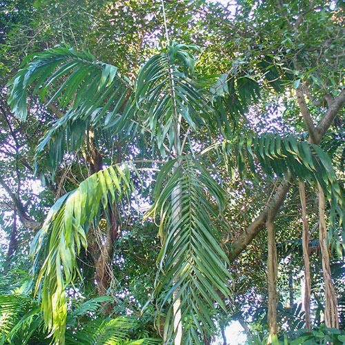 Types of Palm Plants 38