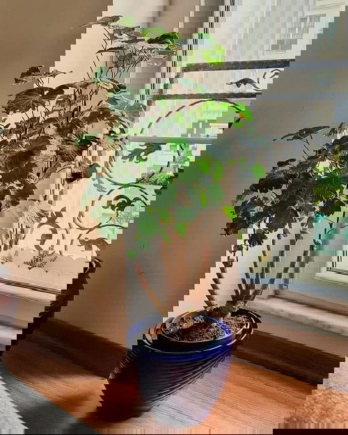 Pictures of Aralia Houseplants 2