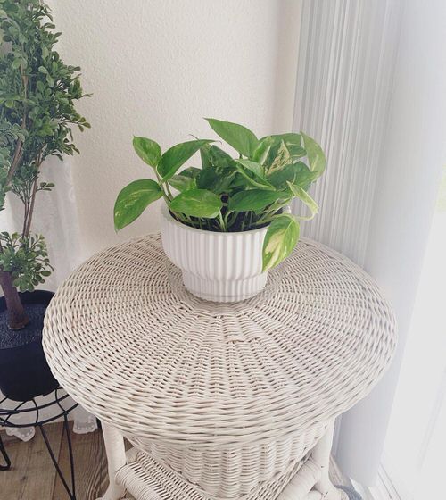 How IKEA Pots Change the Look of Indoor Plants 11