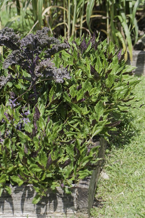 Best Edible Ground Cover Plants 7