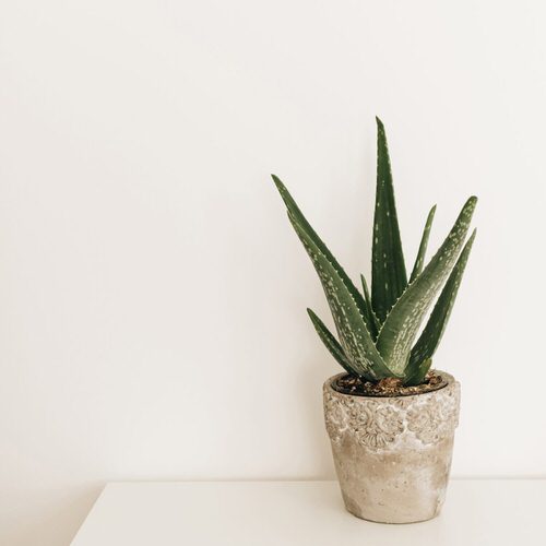 Succulents that Don't Need Water Before a Month 3