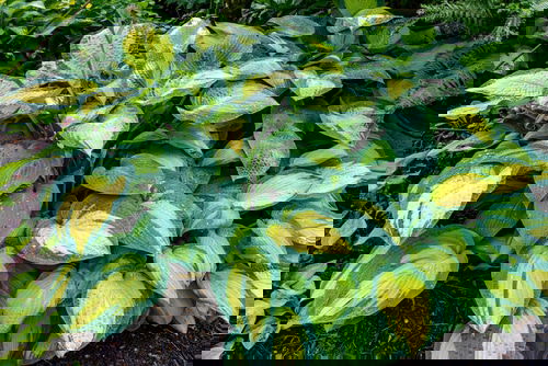 Types of Hostas 12