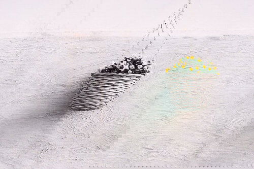 Unique Indoor Plants in Hanging Baskets 7