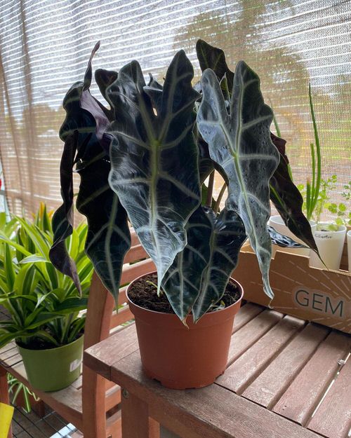 Tropical Indoor Plants Pictures and Ideas from Instagram 5