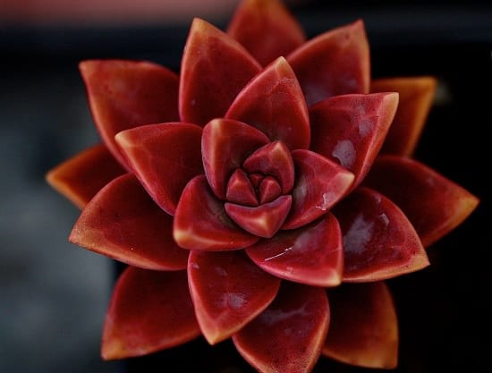 Most Colorful Succulents