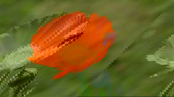 ladybug on calandulla