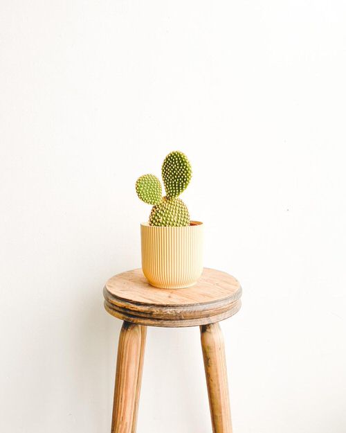 Different Types of Cactus Plants 9