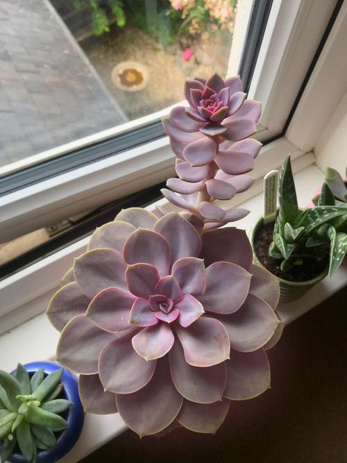 Beautiful Pink Succulents 7