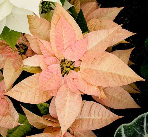Types of Poinsettias 16