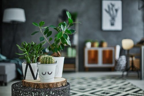 Pin Worthy Houseplant Pictures 20
