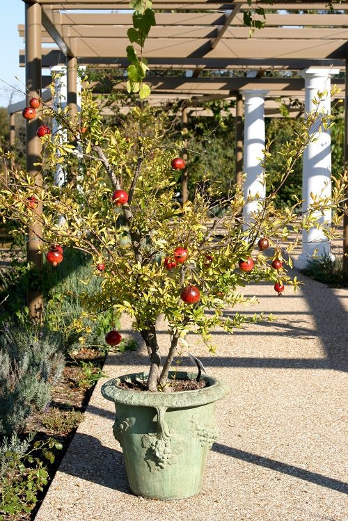 Best Cold Tolerant Fruit Trees 7