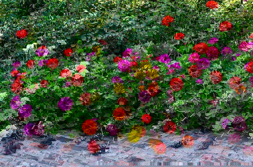 Best Types of Zinnia Varieties 12